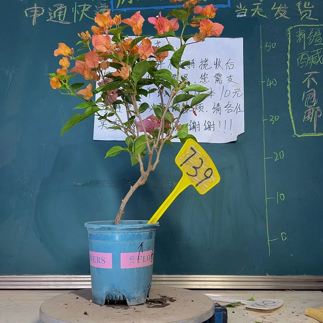 当前无花栽培后可以开花 波伊斯玫瑰 739