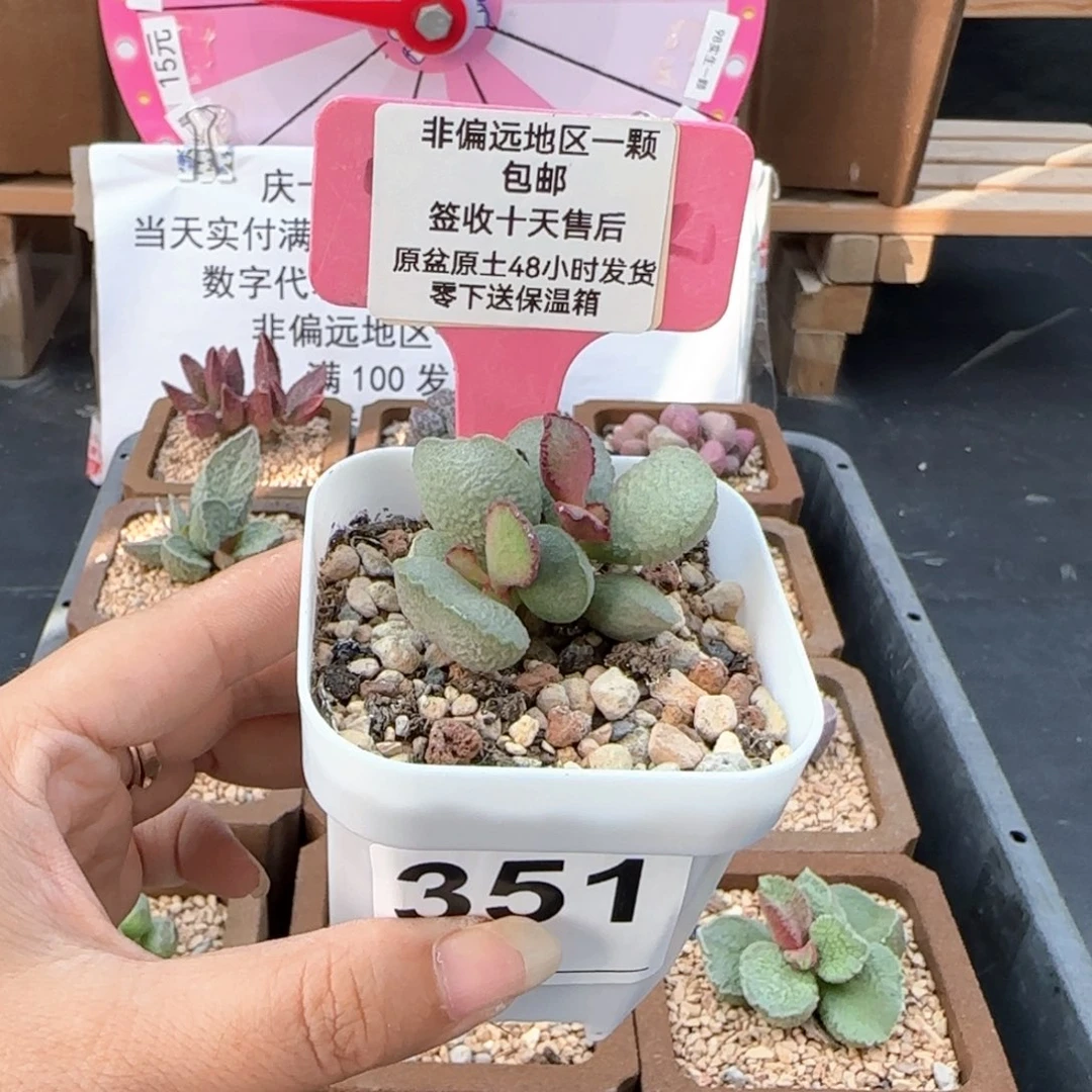 351流萤多肉植物