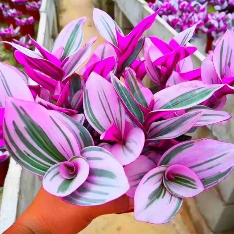 彩色多肉植物油画婚礼多肉吊竹梅盆栽油画多肉吊兰室内桌面多肉