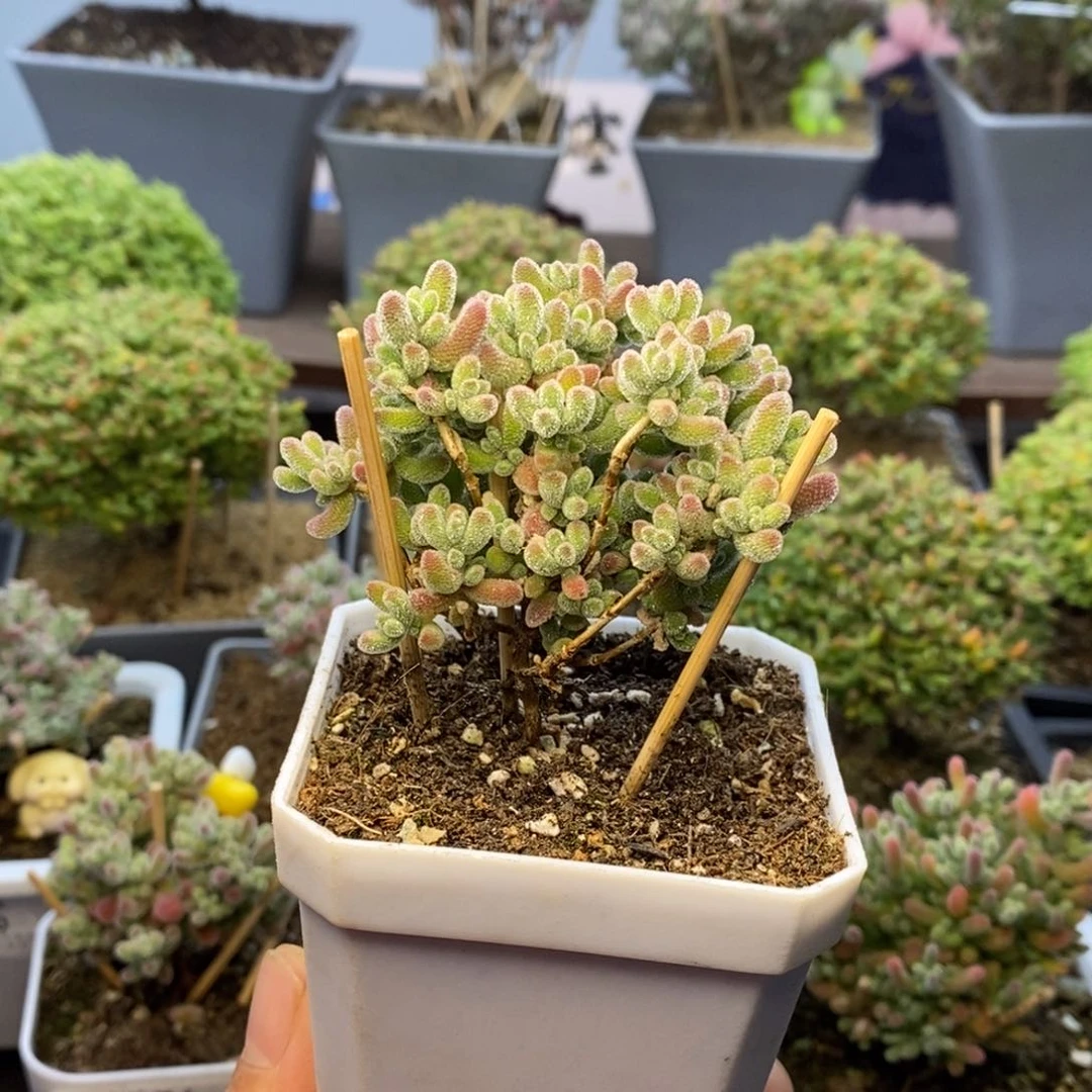 945实生优选冰晶枝干番杏