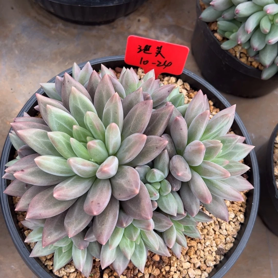 10241111111111111111111