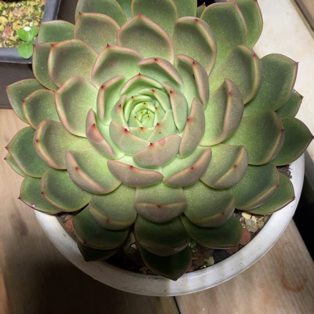 x044-多肉植物 东云