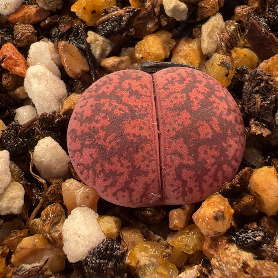 115多肉植物百科