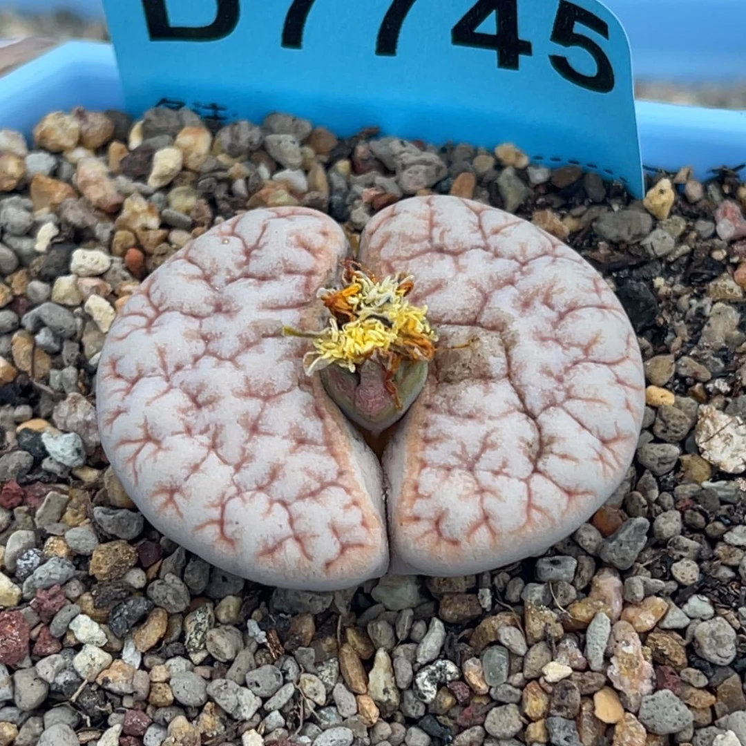 7745凹凸铁189一颗