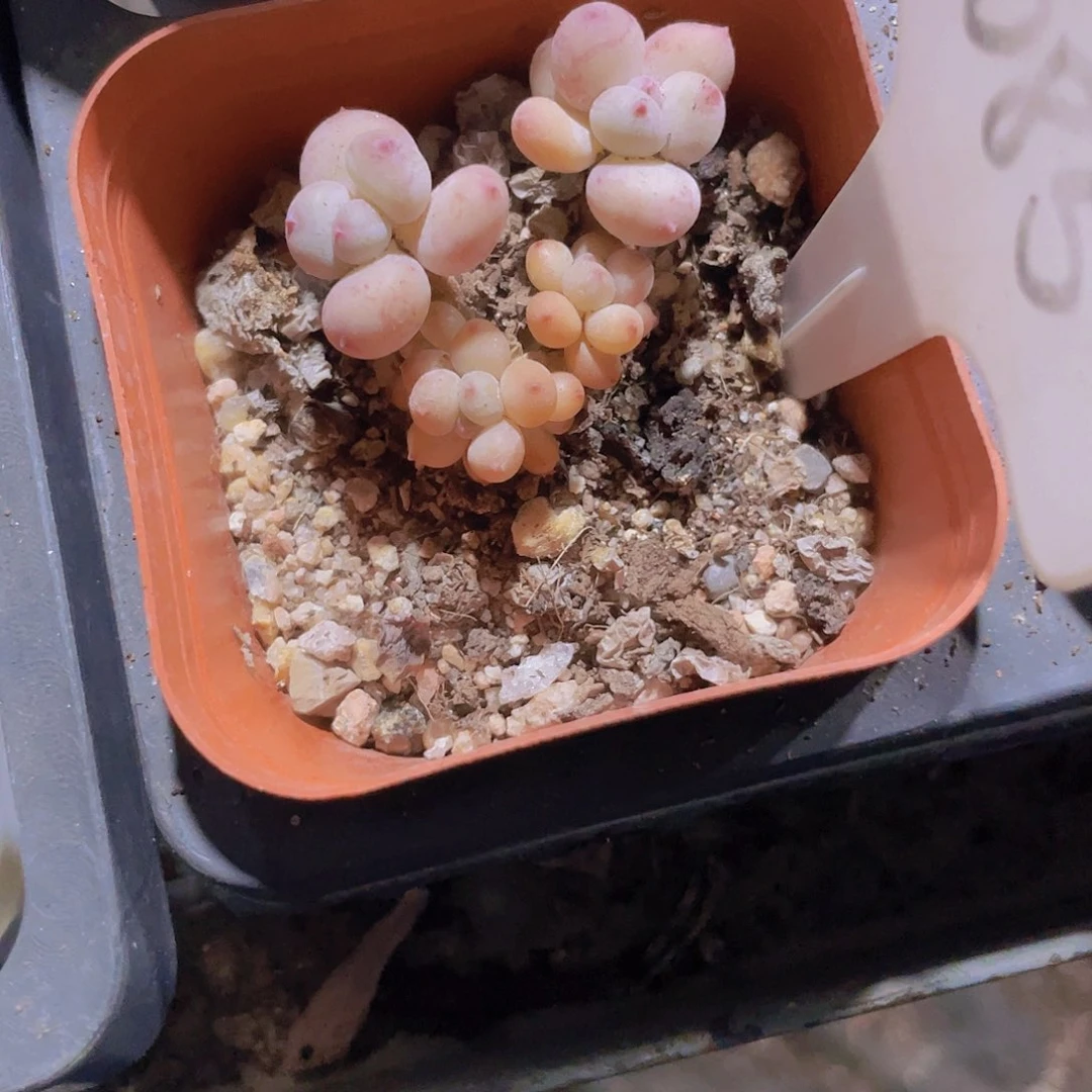 九*七萤火虫w085一物一拍