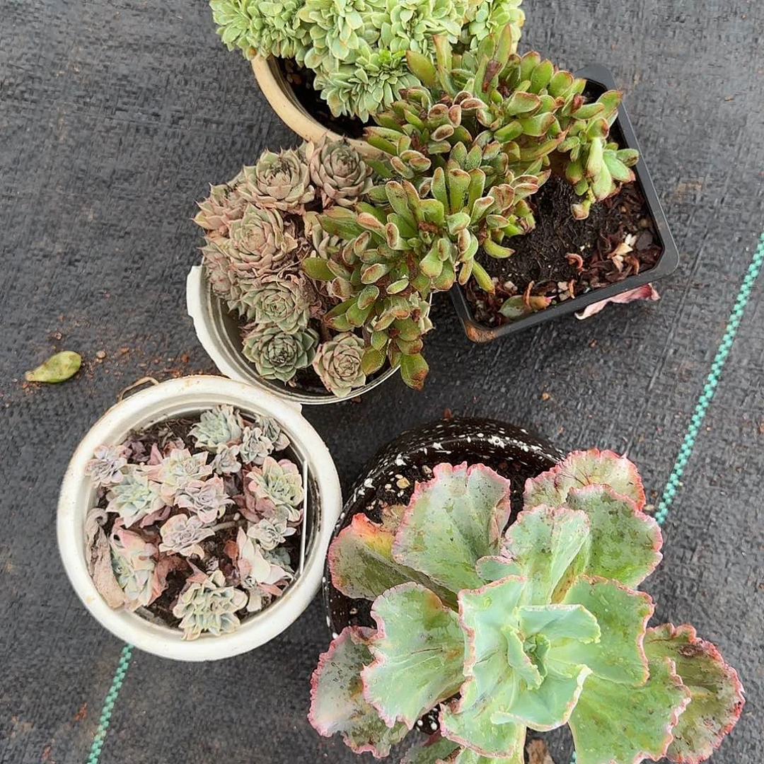 ʚ***ɞ多肉植物一物一拍