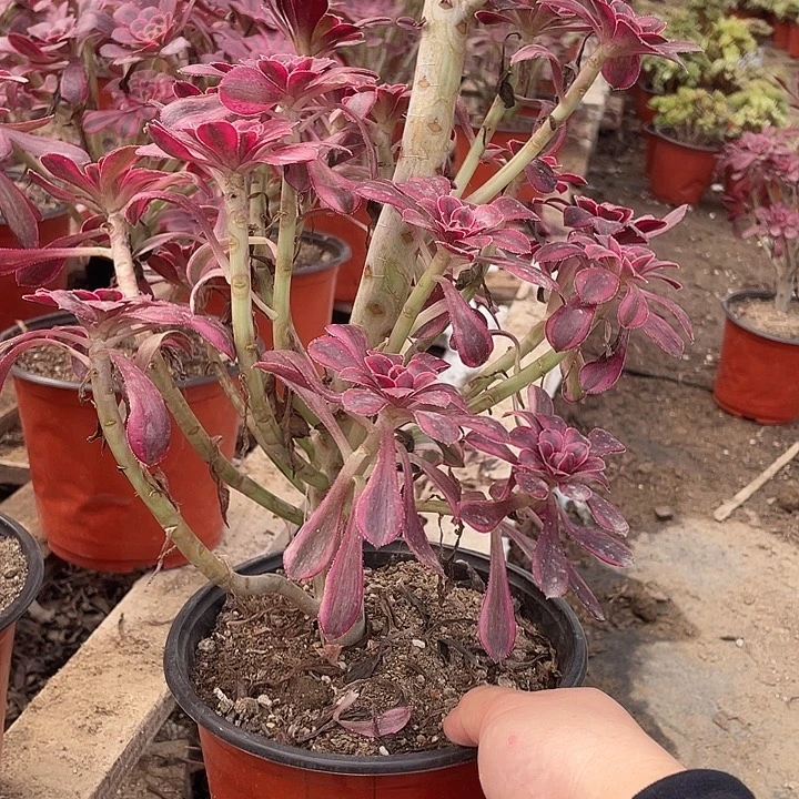 142香奈儿多肉植物法师
