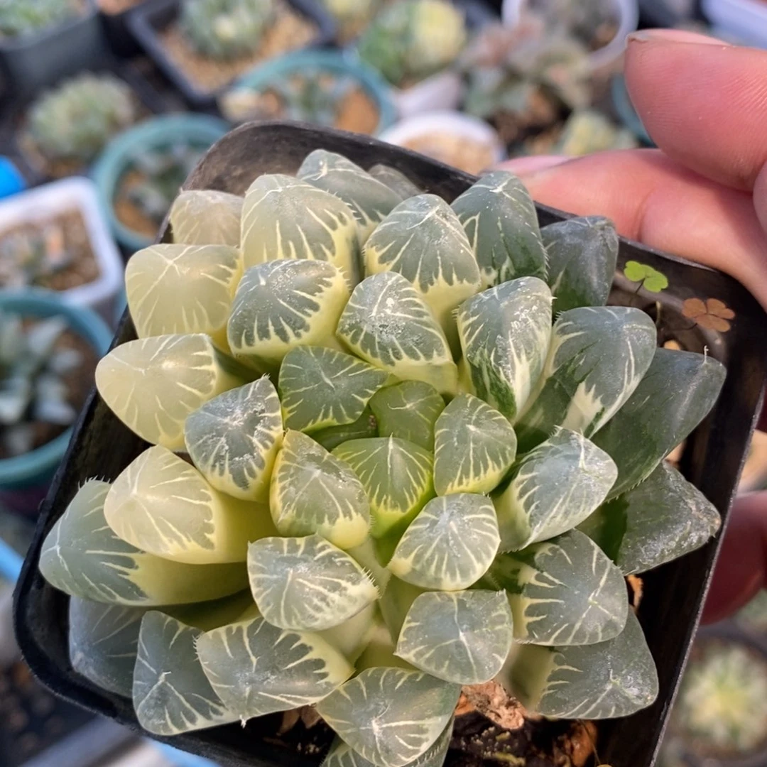 一颗实生糊斑玉露锦 新年新粉福利