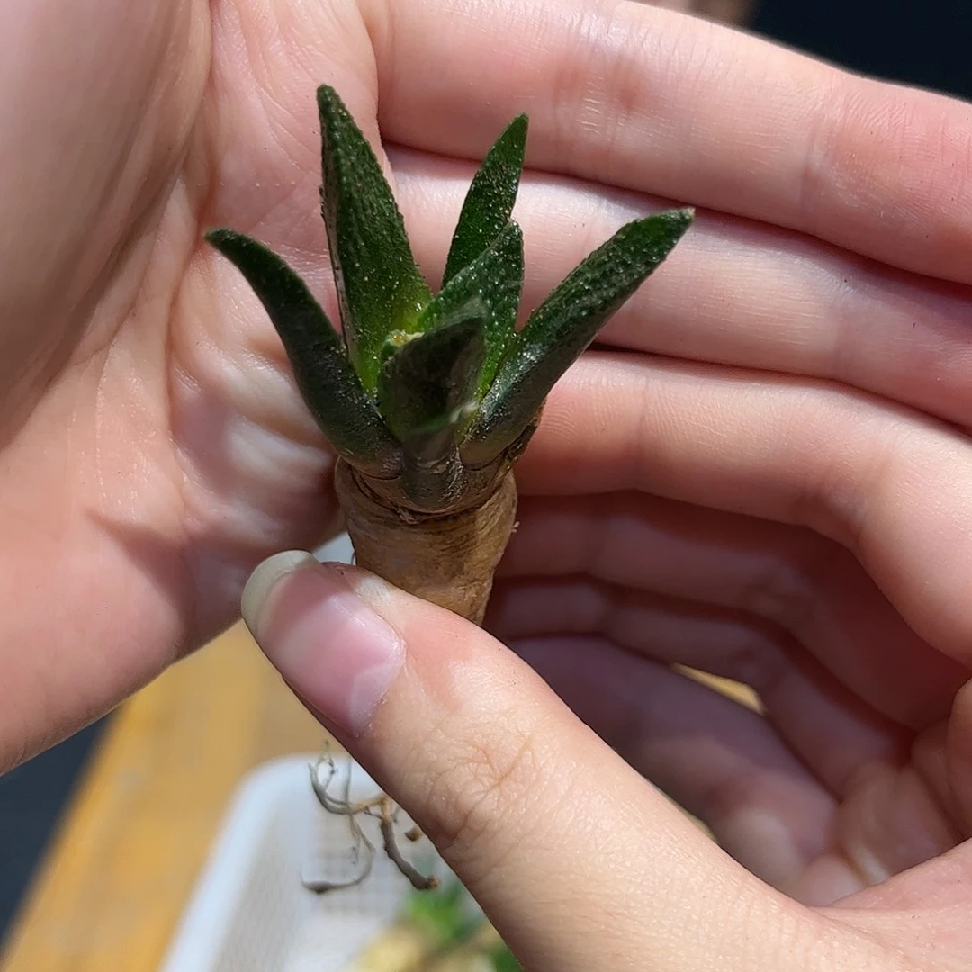 实生大勃士牡丹萝卜根