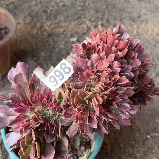 海***宴多肉植物一个雅典娜998