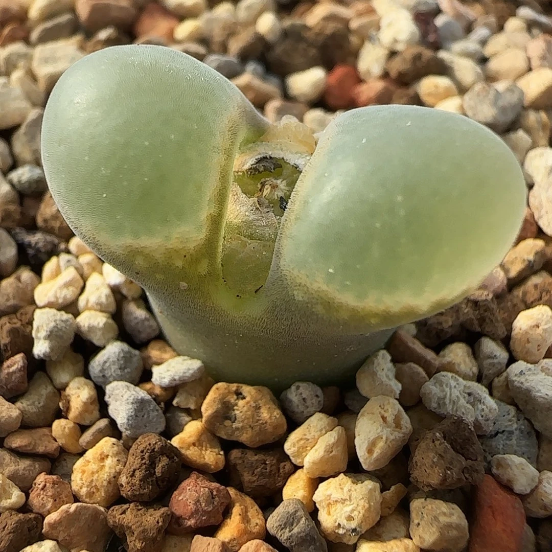 多肉植物B23母本优惠168号