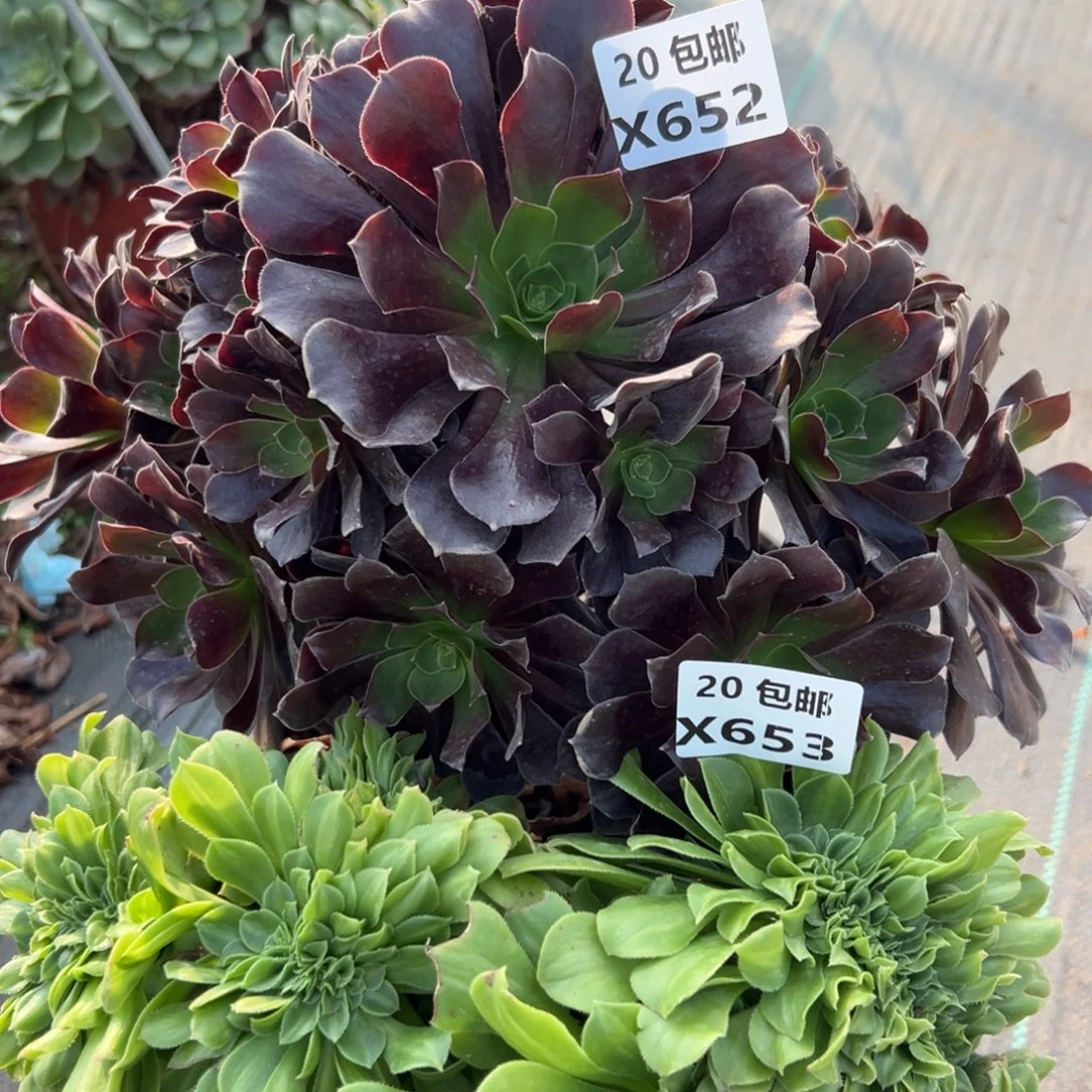 653组合，欧姿，缀，满20包邮嘟叮熊