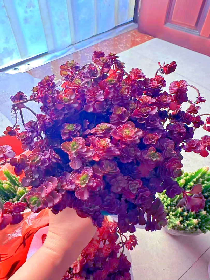 小球玫瑰 多肉植物 （满9.9元包邮发货）