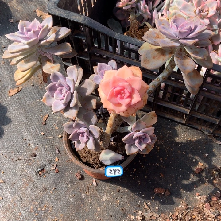 紫乐锦292 晓晓一物一拍