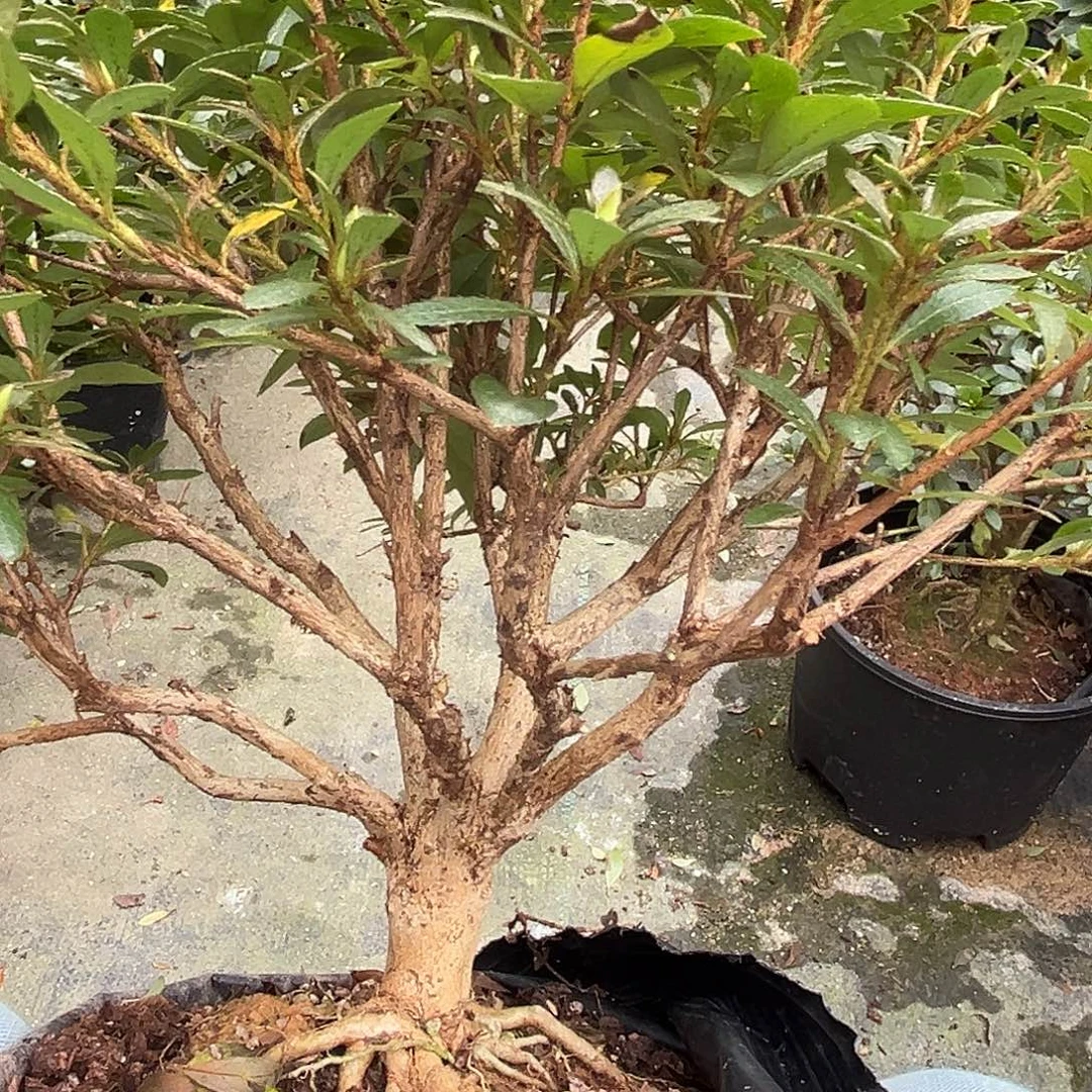 皋月杜鹃粉色重瓣莹