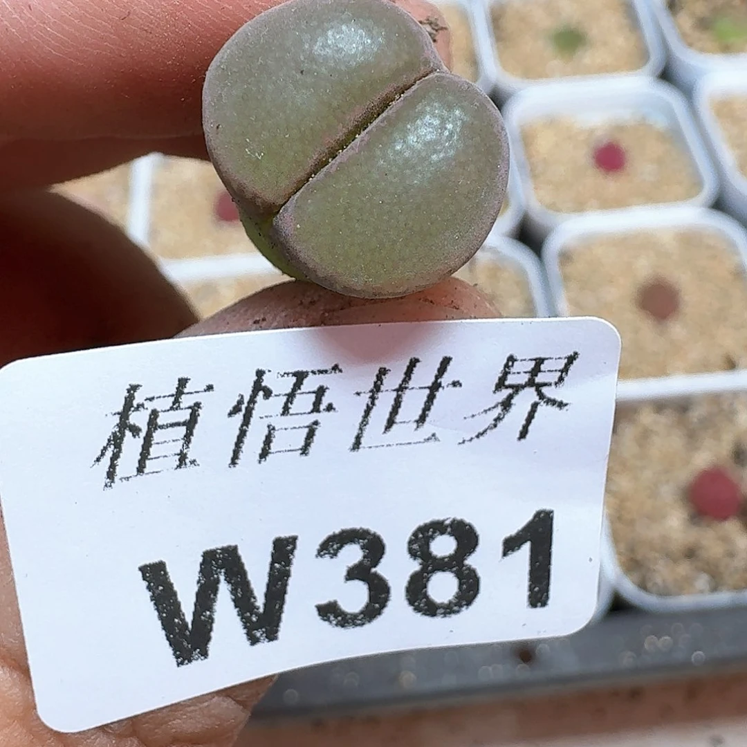 多肉植物的植物哇v g
