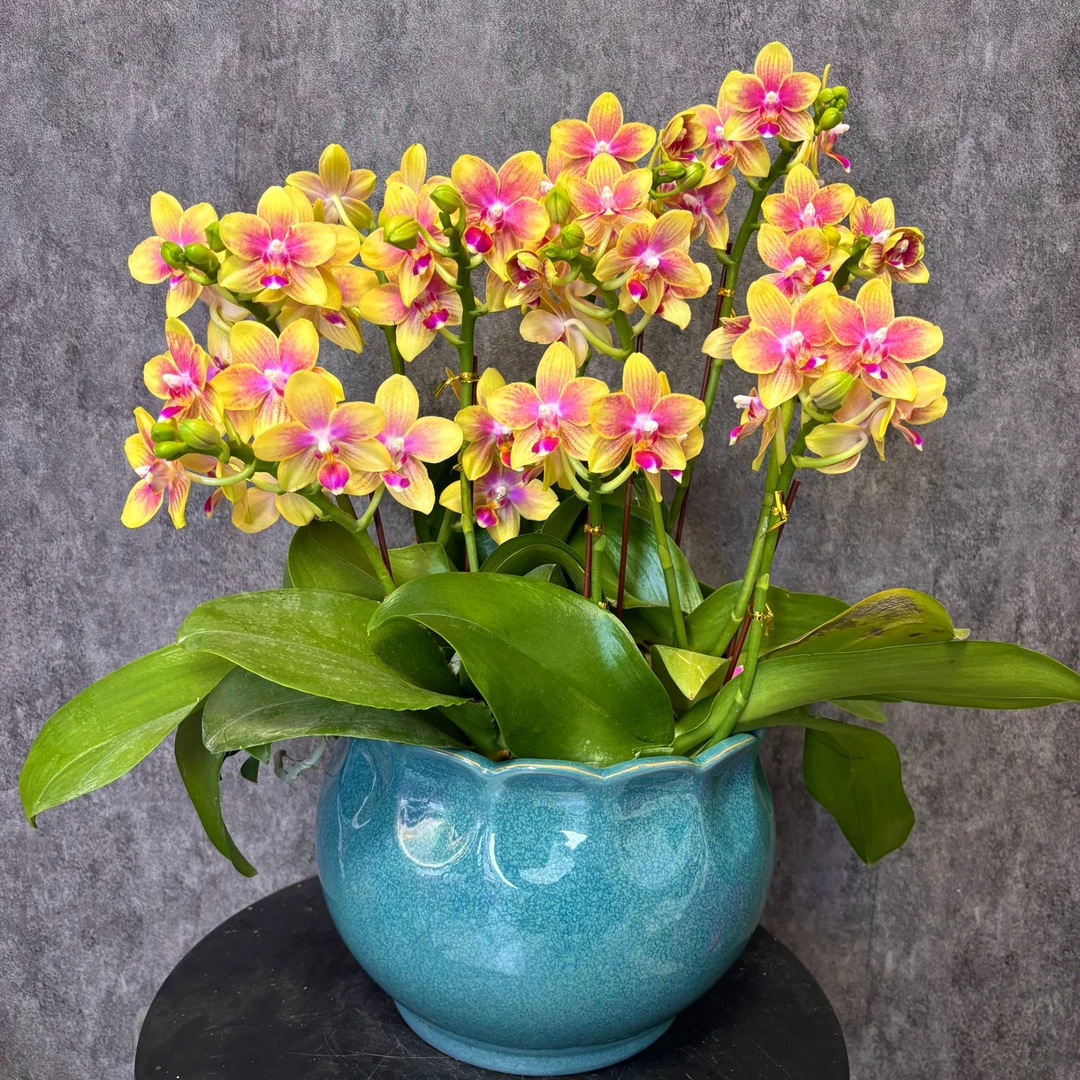 【金树二代-蝴蝶兰】年宵花 高端鲜花  易养花期长 送礼 家居摆件