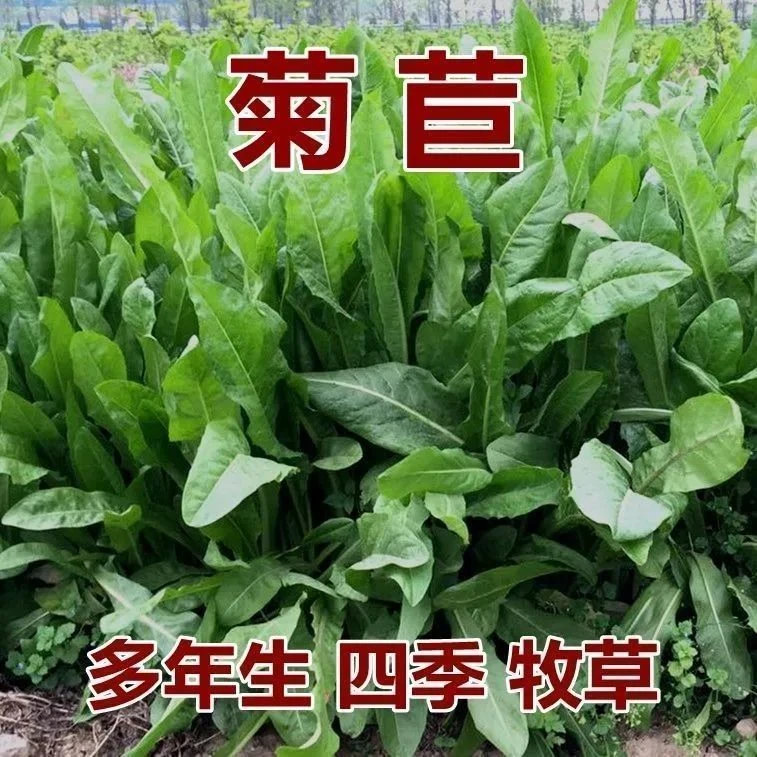 【菊苣种子】将军大叶菊苣草四季生长高产牧草种子牛免鸡鸭菜多年生