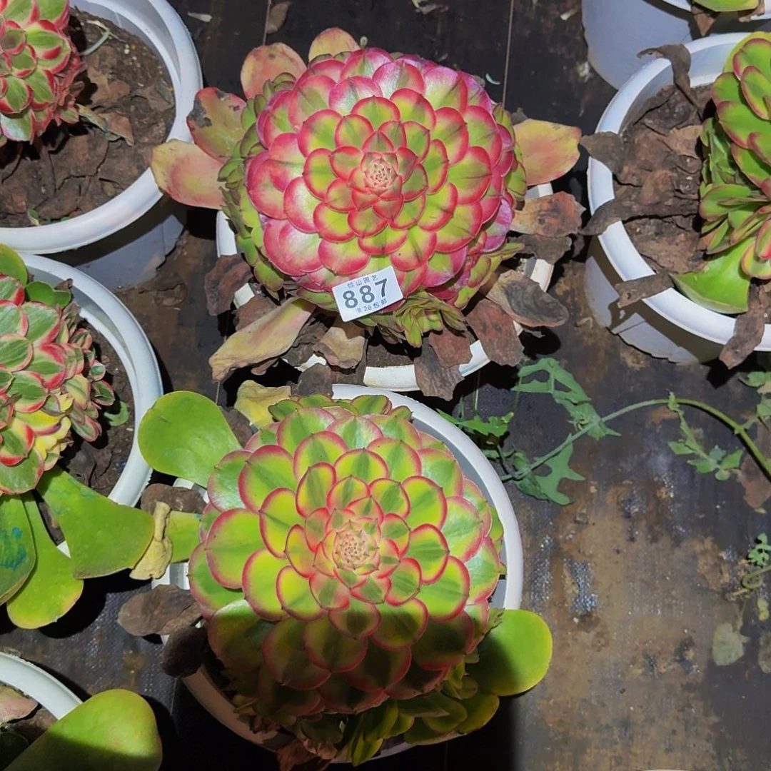 阿***花887号多肉植物两颗