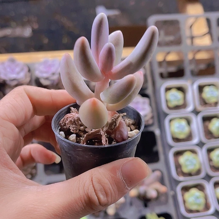 精品糖果美人带盆土发