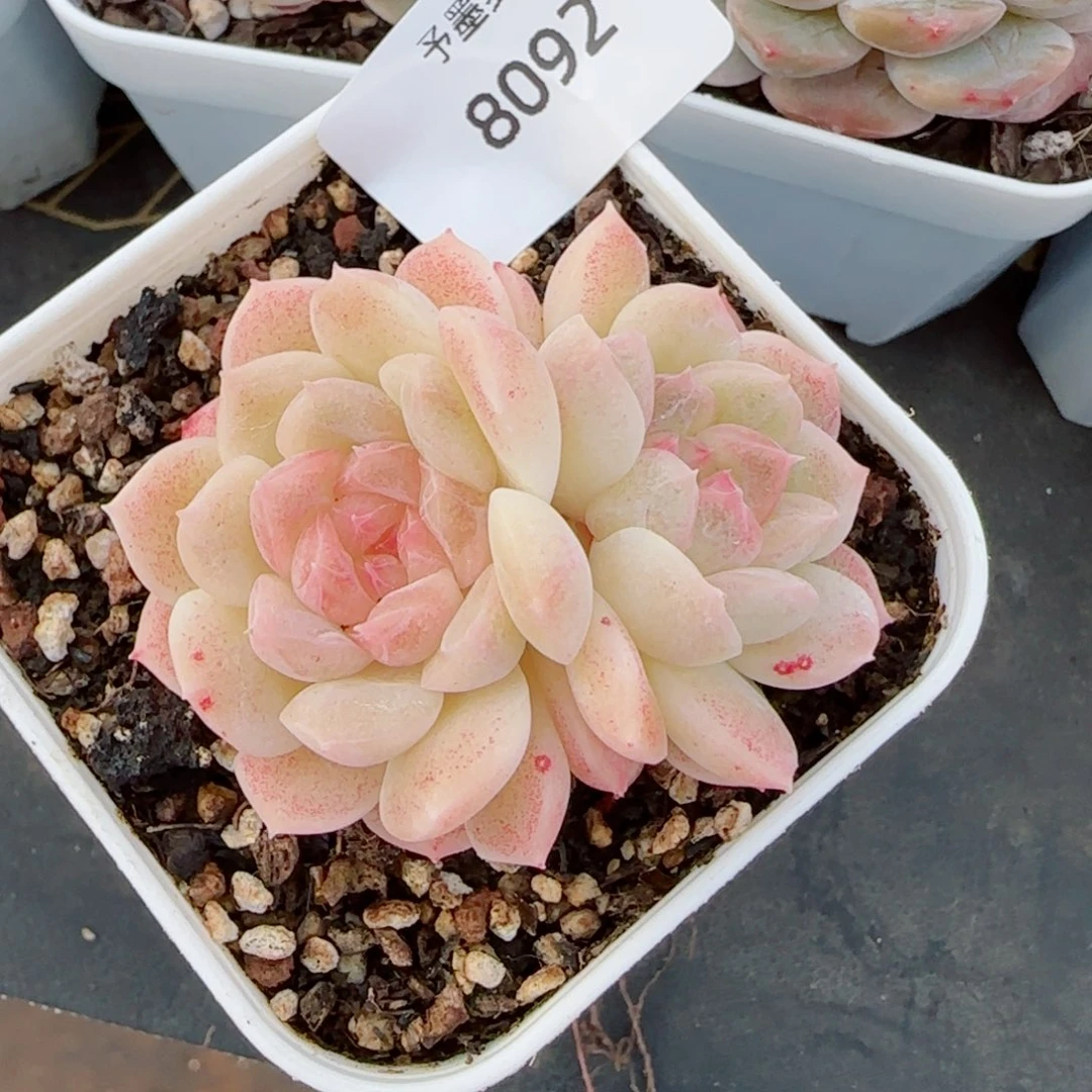 孤月珍妮，8092多肉植物