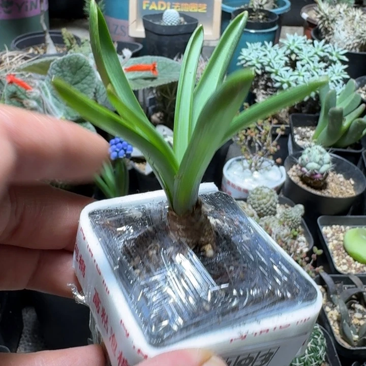 493葡萄风信子带盆发货一个随机