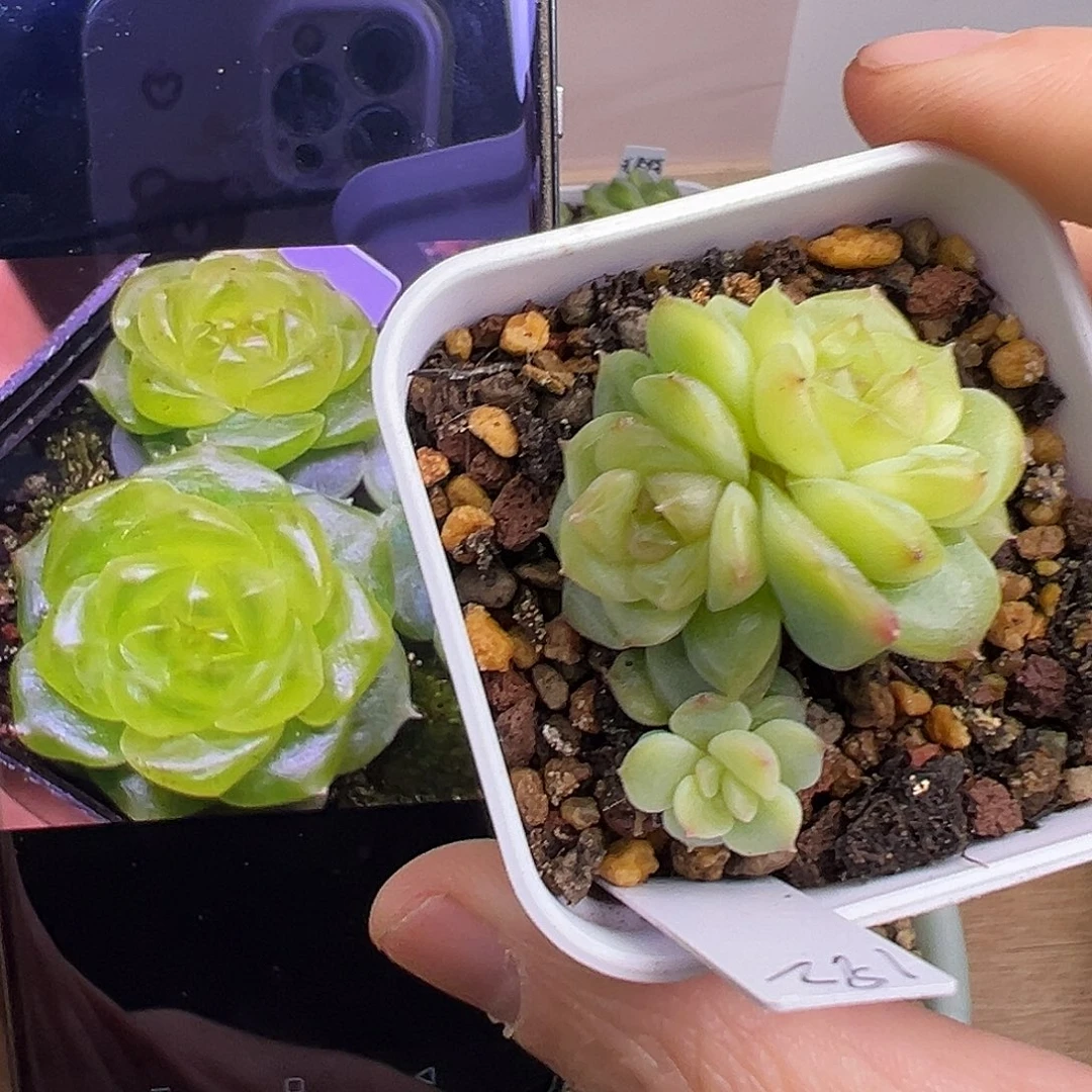 四头192甜心。福利出