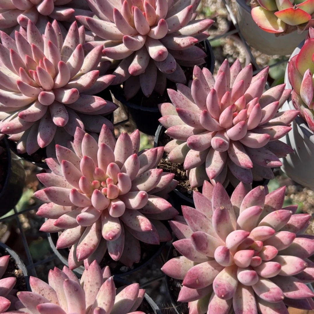 新疆包邮 金鱼姬