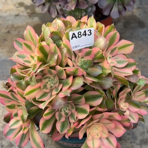 843香妃25厘米左右