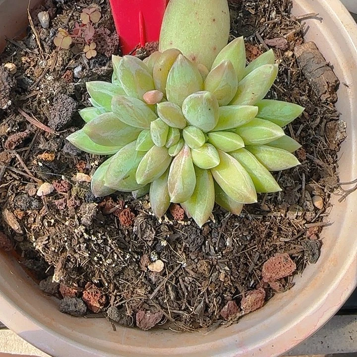 彩体重楼朵朵182多肉植物