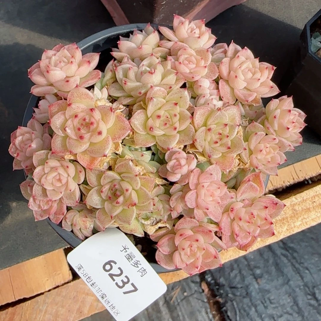 麦秆，带盆发不包整6237多肉