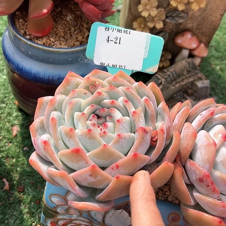 4.21梦露一个脱土