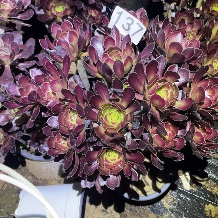 多肉植物法师137黑豆