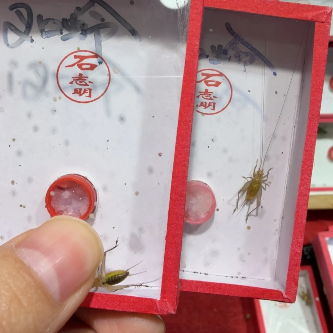 蟋蟀石老师汊口二条须头长短的