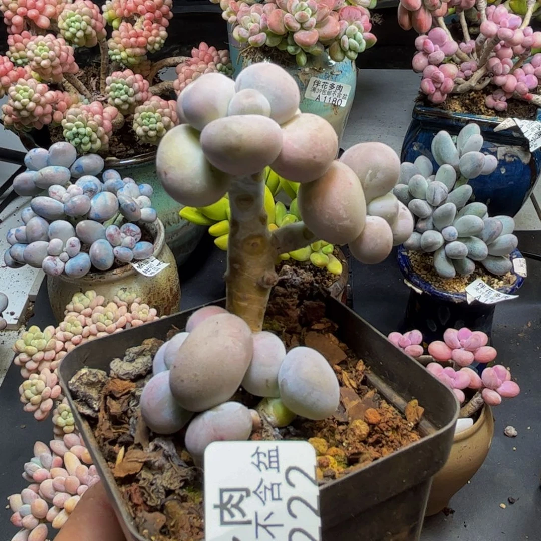 芭比奶酪1222/6cm多肉