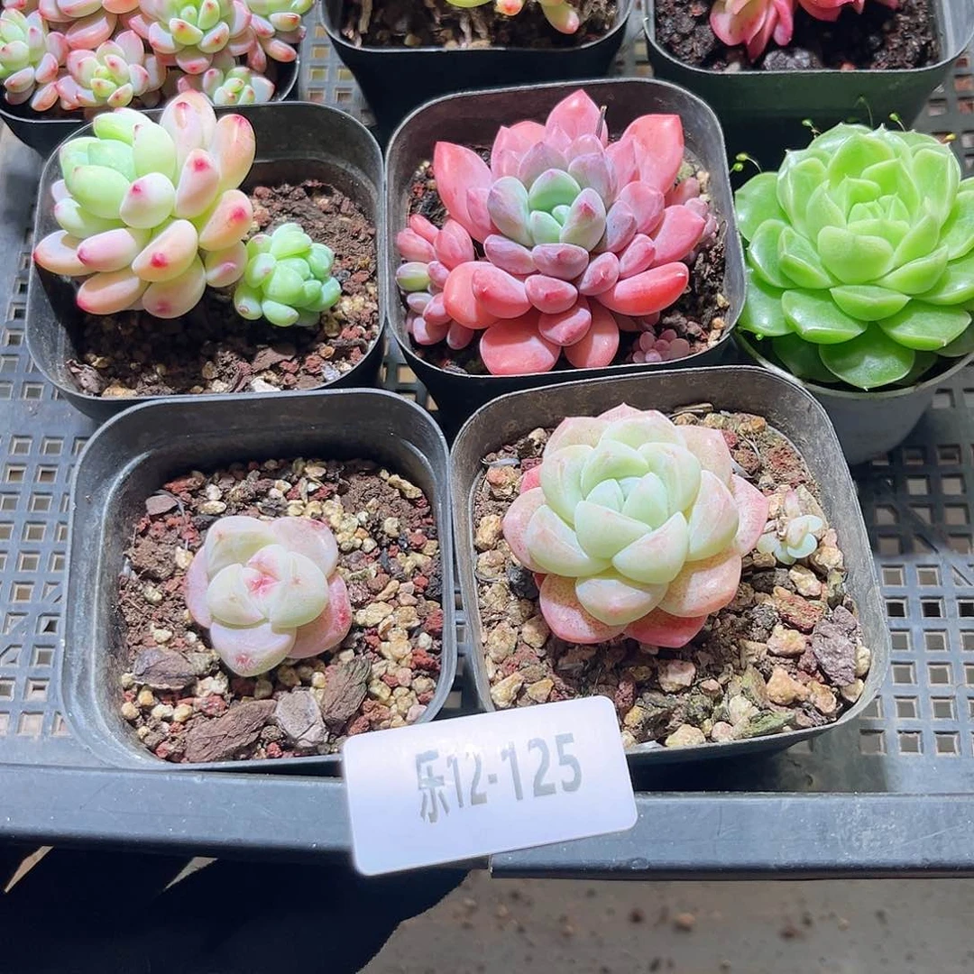 乐12-125 框拍8颗