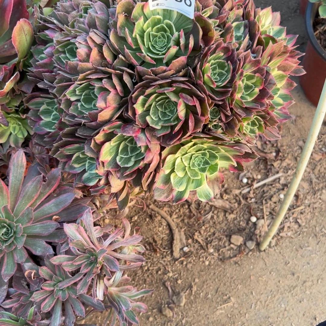 森***西936水蜜桃多肉植物法师多肉