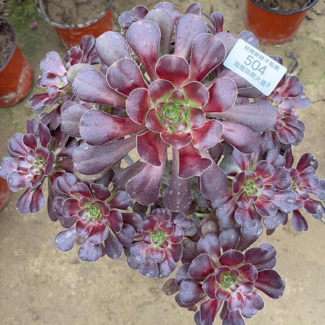 504圆叶黑法师多肉植物