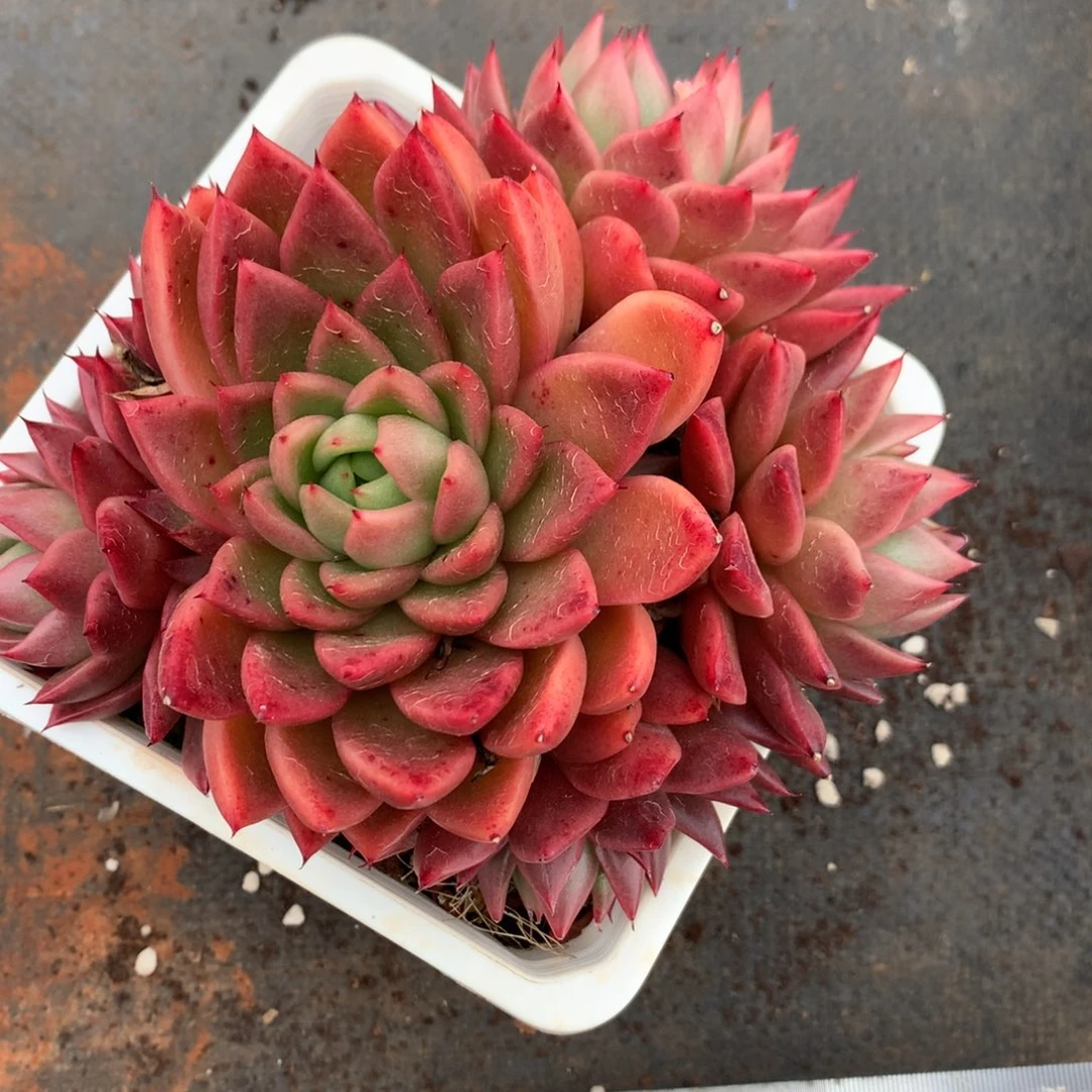 1753杂交精品基地14厘米