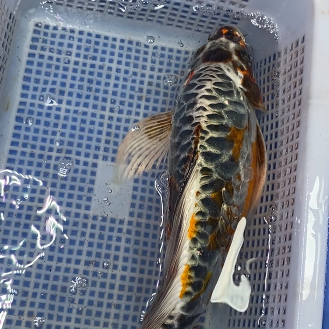 锦鲤冷水锦鲤包邮