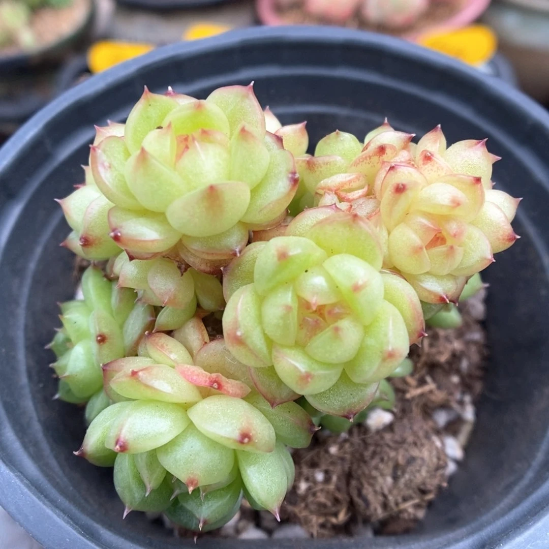 灯泡珍妮无砍群生776号