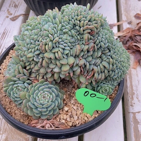 一物一拍星影缀化