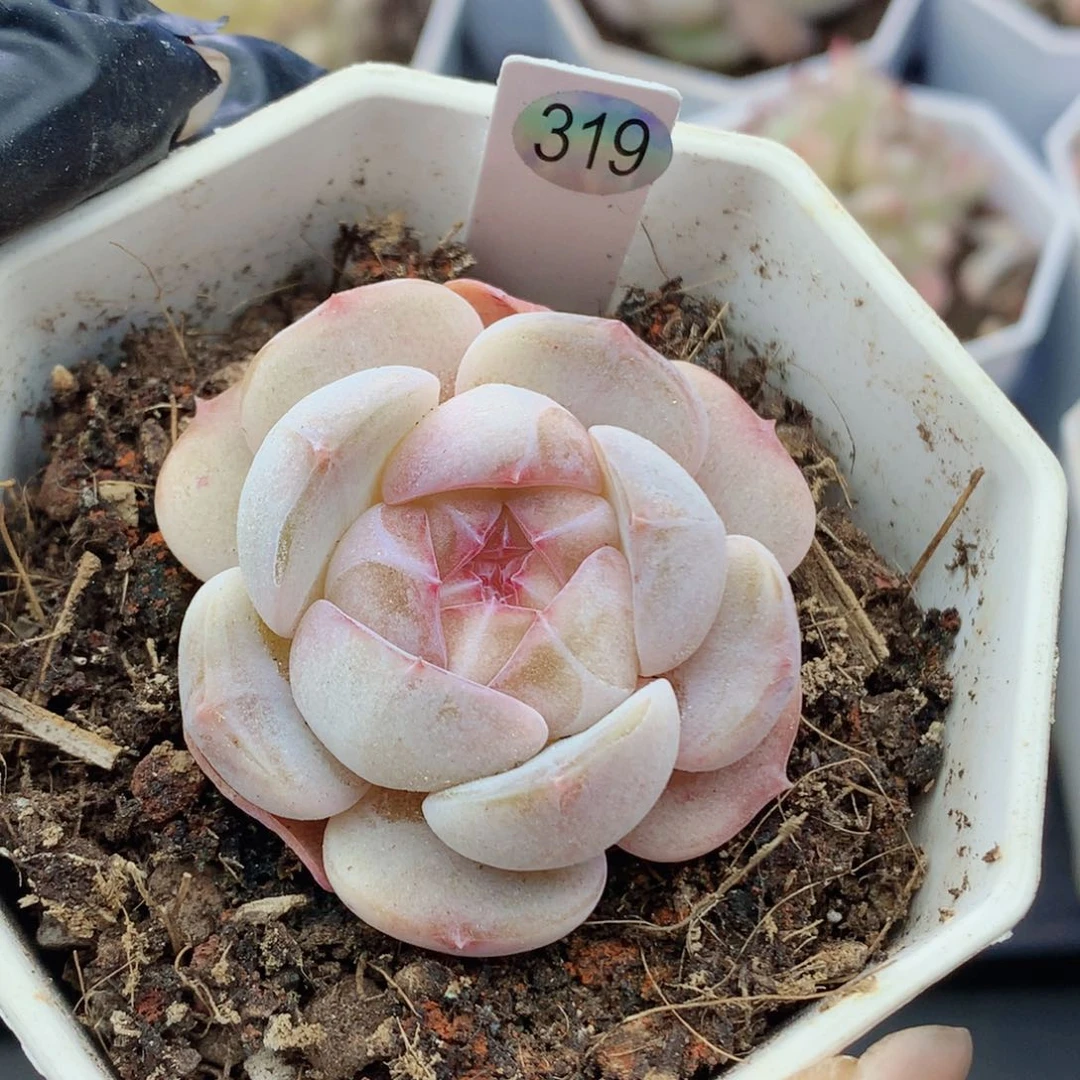 糖心58包邮  群生不包整319