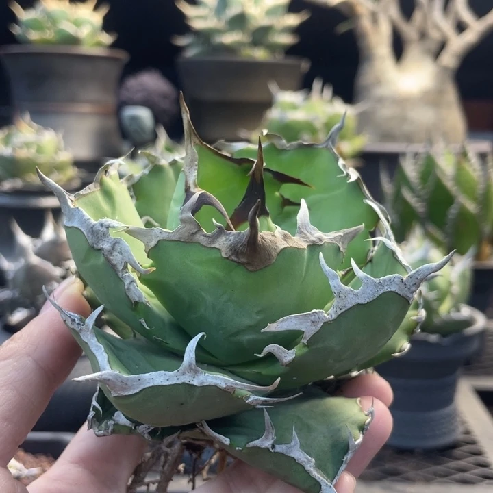 【闪购商品】螃蟹