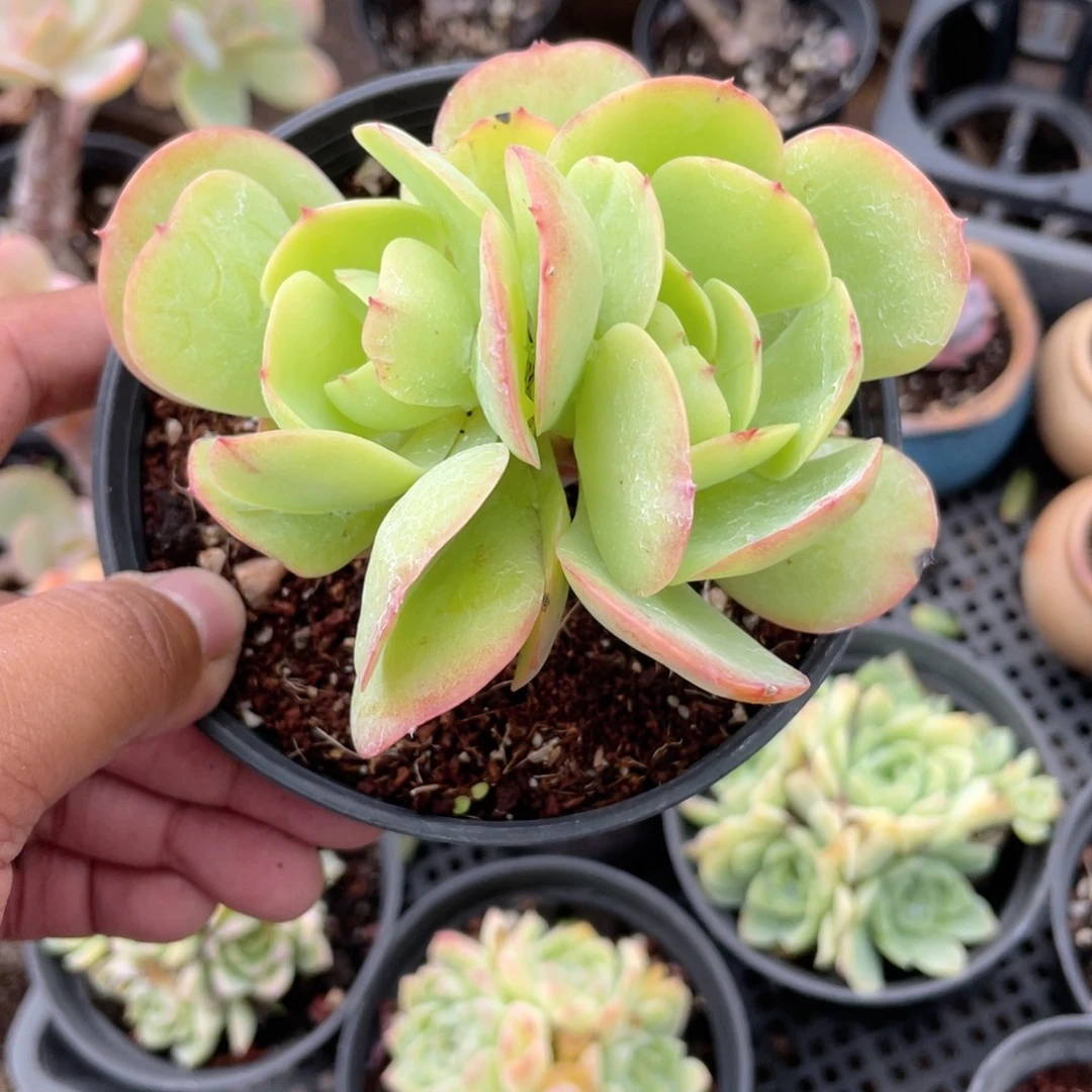 是***啊2445  碧桃  六月六