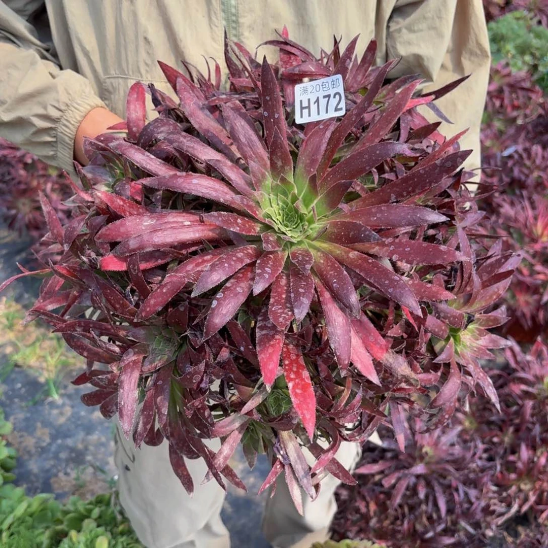 无花朵172多肉植物捧花的