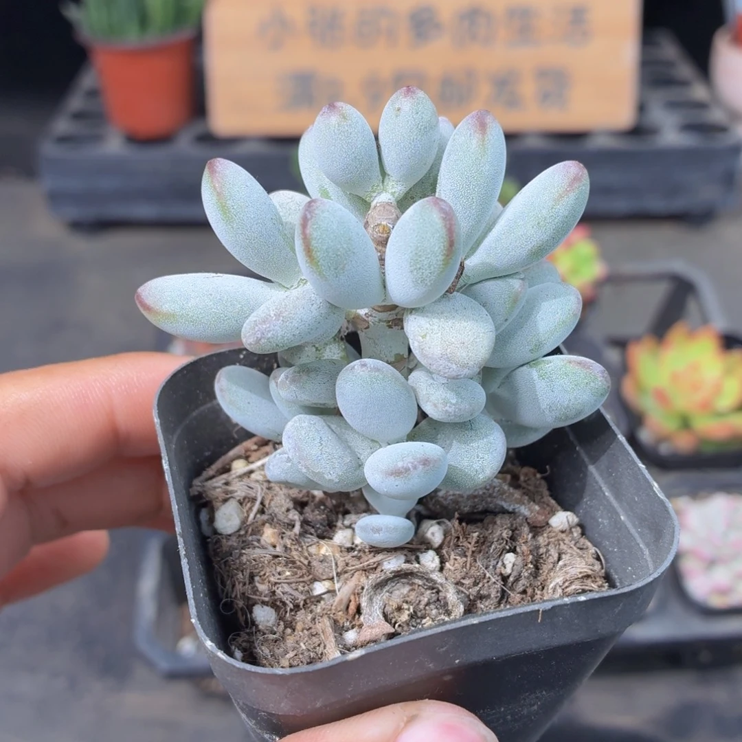 乒乓福娘多肉9.9包邮发货