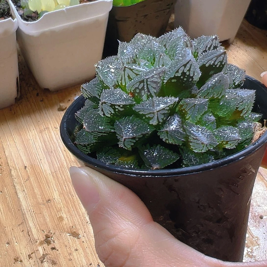 魔刺寿多肉多肉多肉一颗