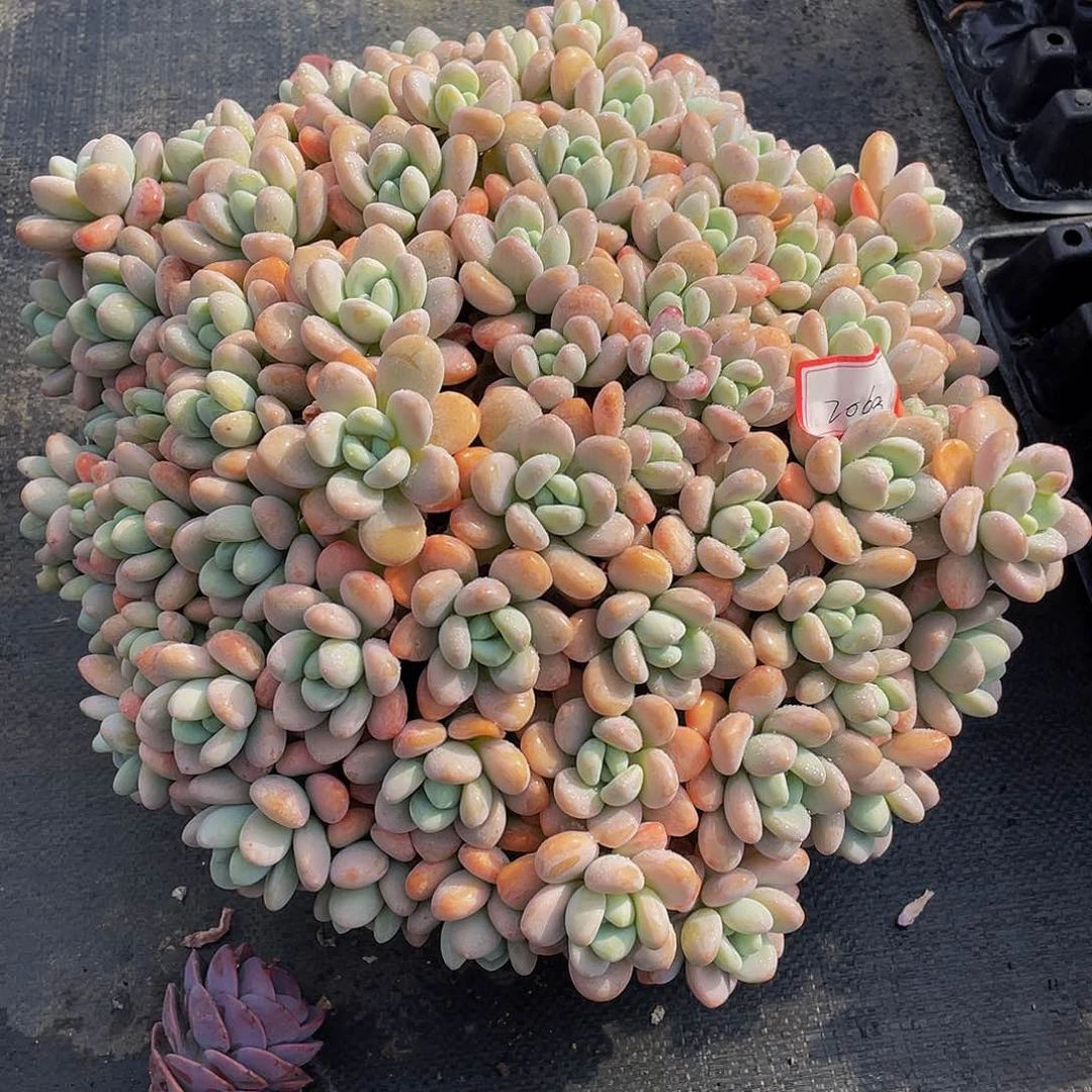 洛神多肉植物大群2068