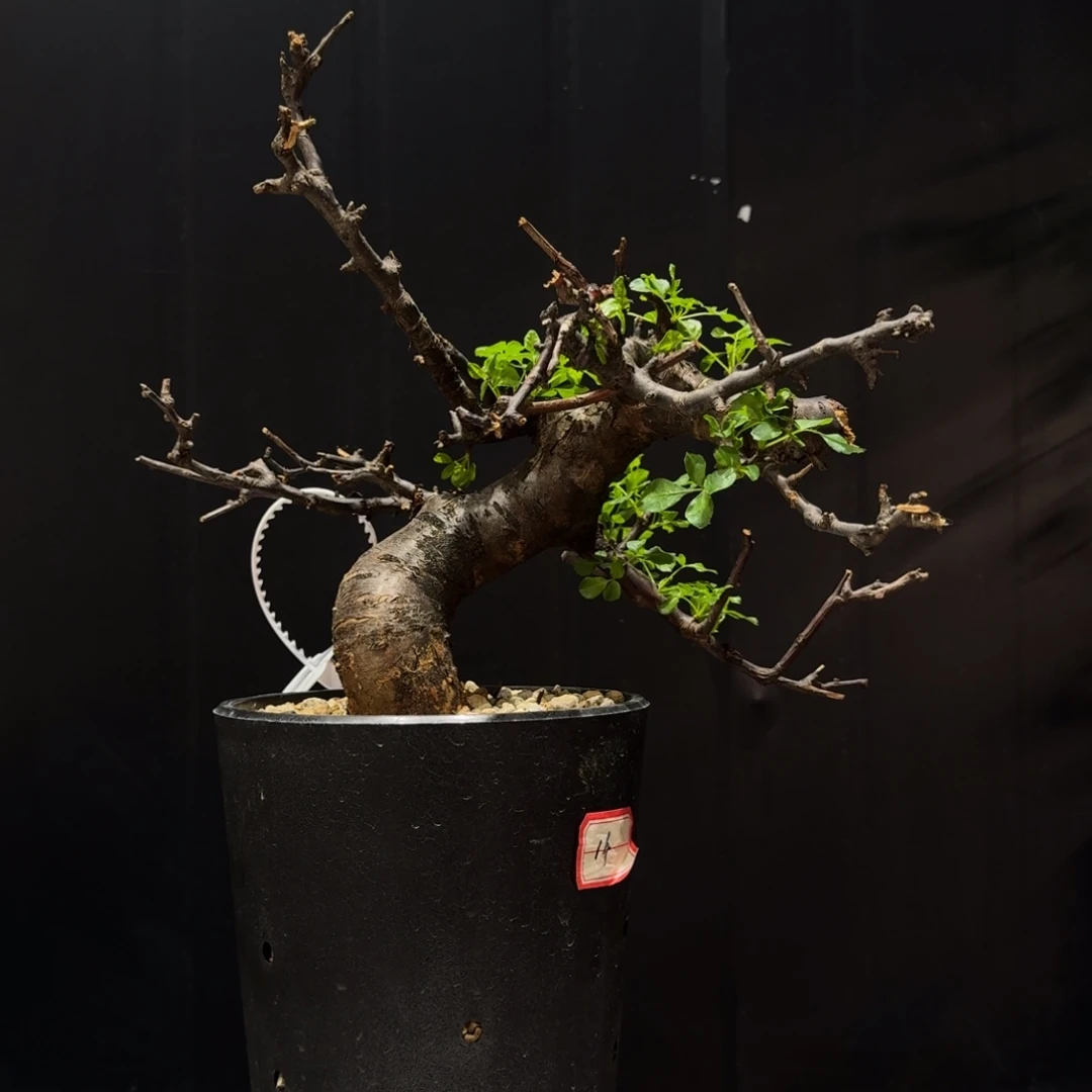 勃然恩斯黑皮没药